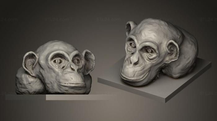 Голова обезьяны